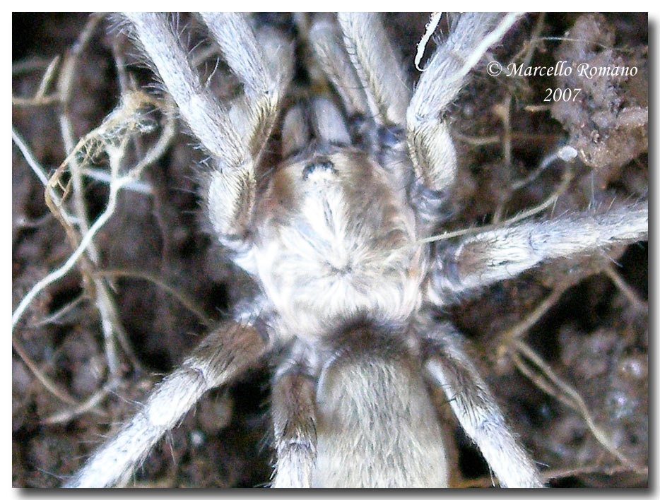 Aracnide da Mazara del Vallo (TP): Ischnocolus triangulifer